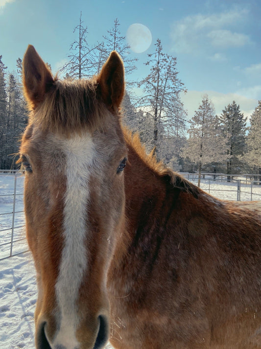 TGW - horse listening attentively in the paddock at The Gentle Wild