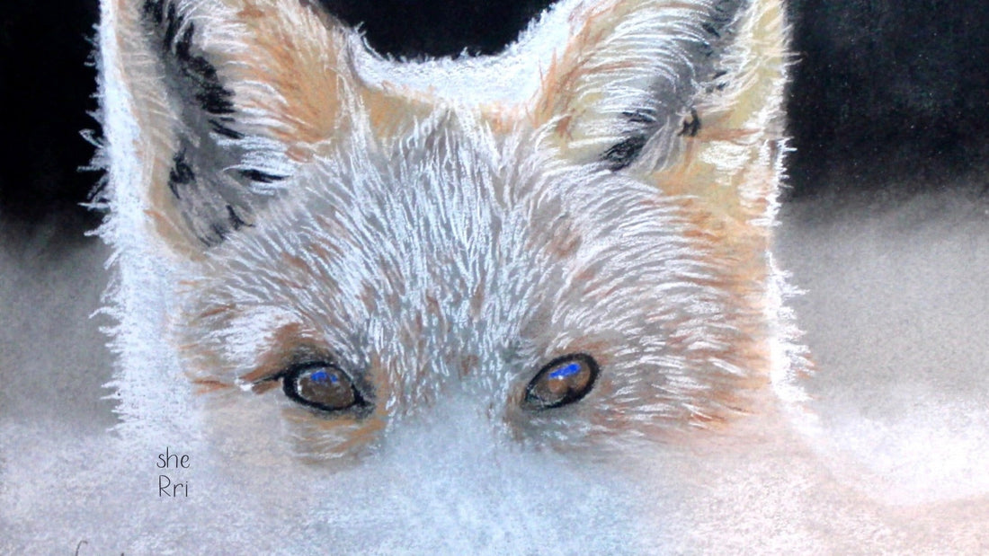 Coyote silently listening above a bank of fog in the dark, a pastel drawing by Sherri Phibbs