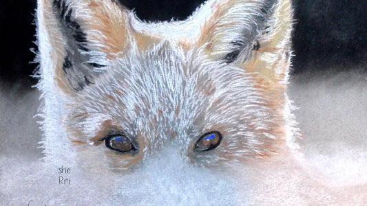 Coyote silently listening above a bank of fog in the dark, a pastel drawing by Sherri Phibbs