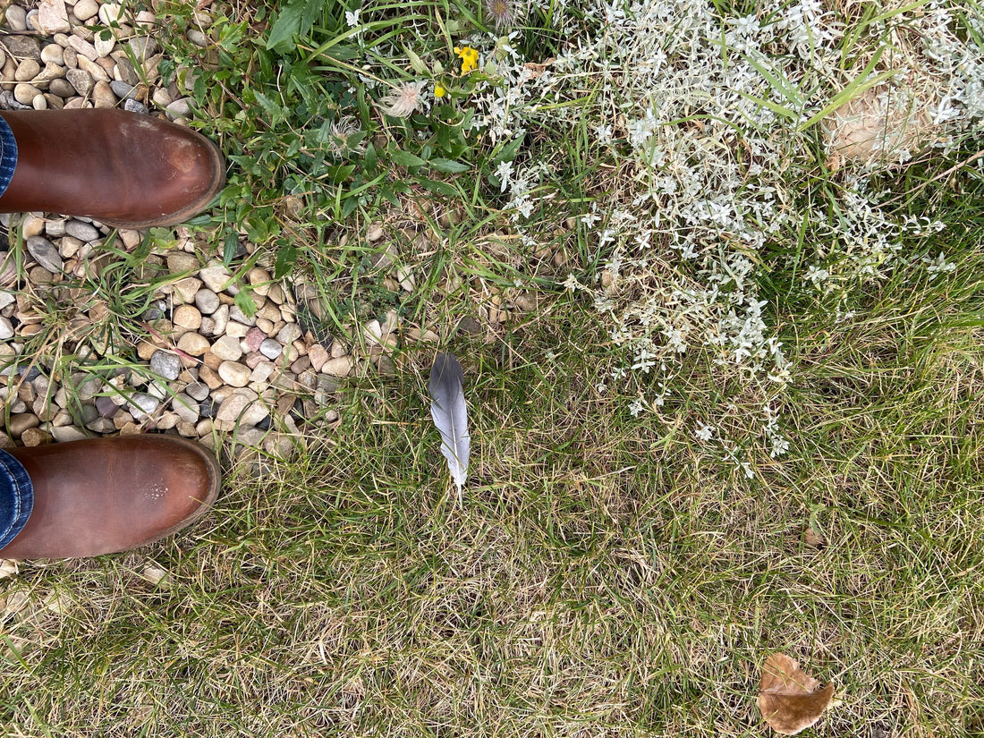 Canada Goose feather on grass with brown shoes and pebbles in the background at The Gentle Wild