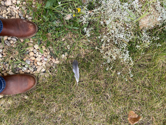 Canada Goose feather on grass with brown shoes and pebbles in the background at The Gentle Wild