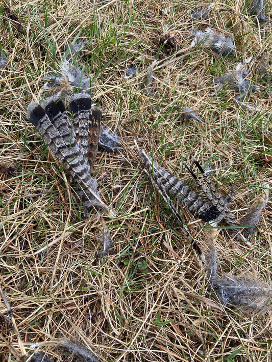 Spruce Grouse feathers scattered on the grass of the meadow at The Gentle Wild