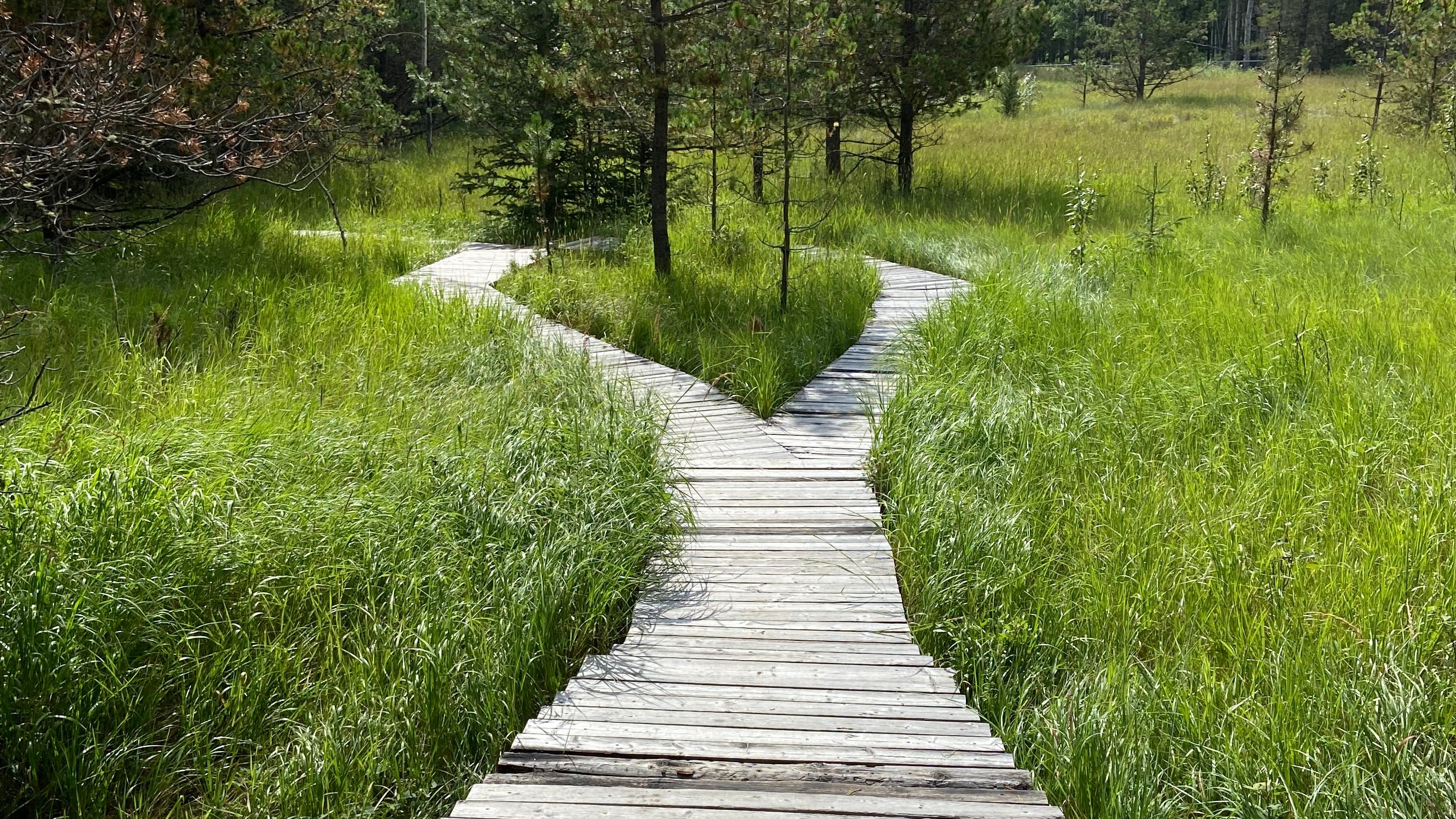 Wooden boardwalk path through a grassy area with trees in the background