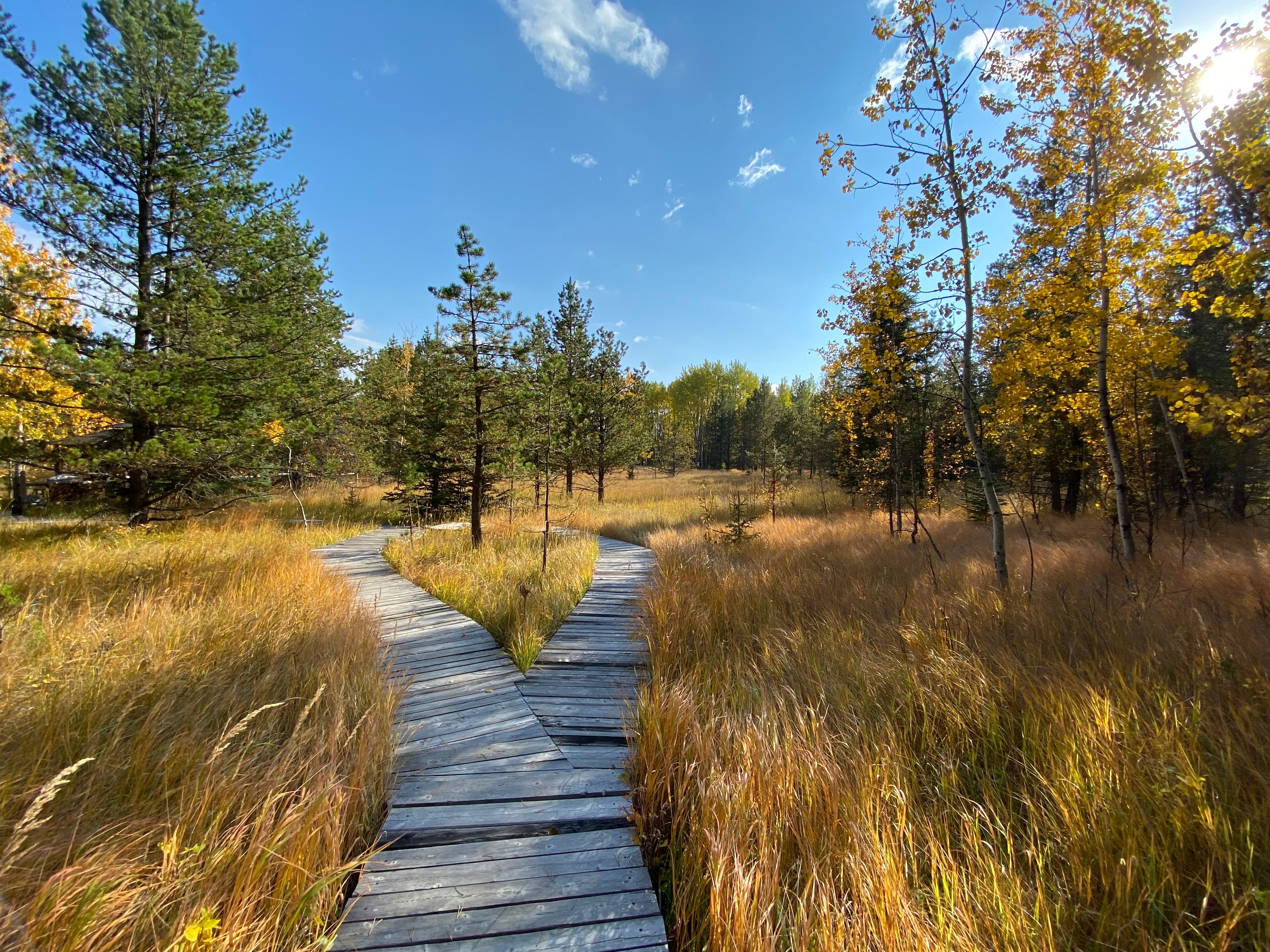 Wooden boardwalk over a calm meadow of long autumn grasses surrounded by aspen and pine trees.