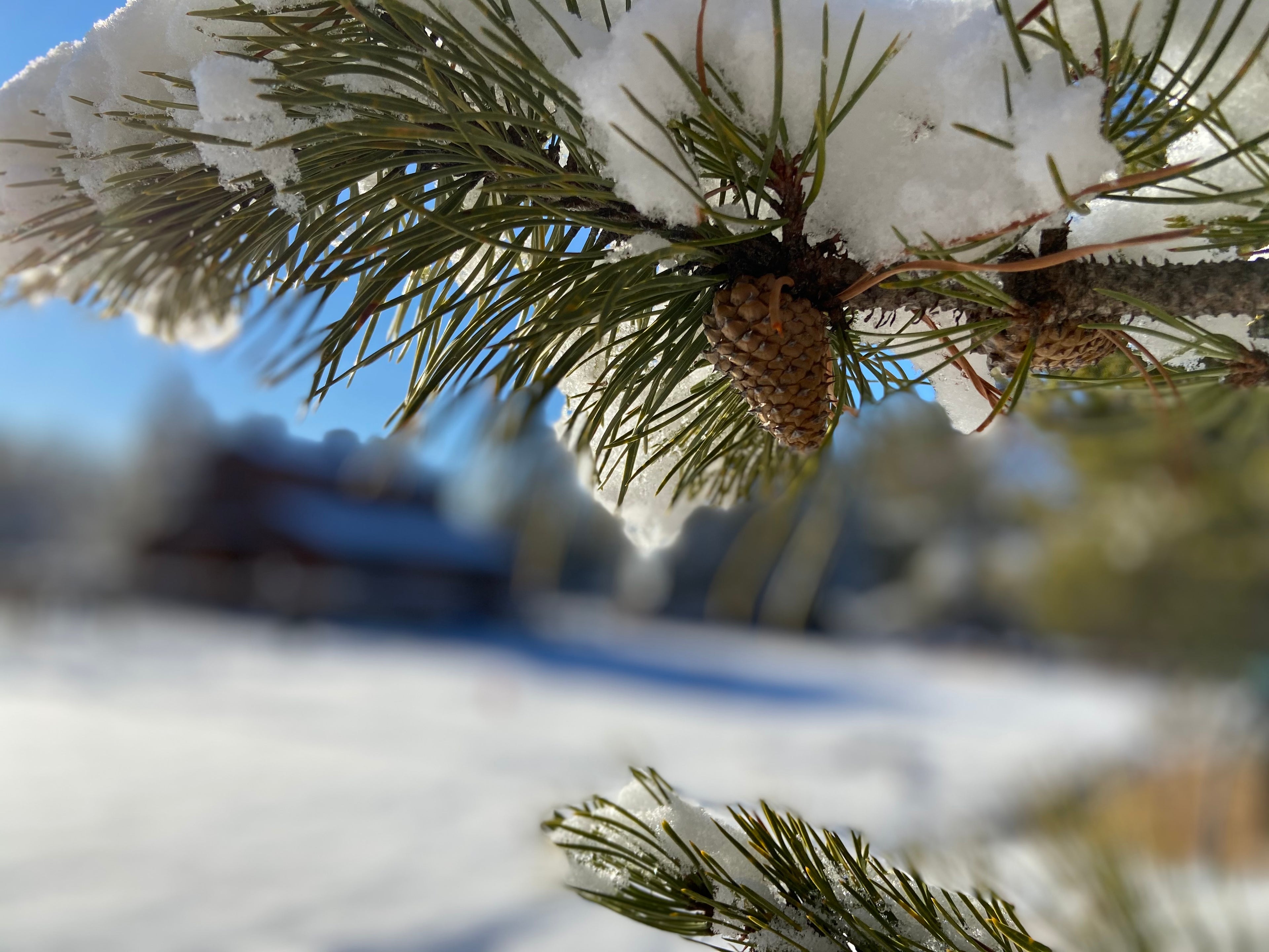 Snow-covered pine branch with cones against a blurred snowy landscape at The Gentle Wild